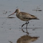 Bar-tailed godwit Bar-tailed godwit