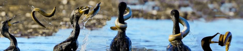 Waikanae Estuary Bird Tours